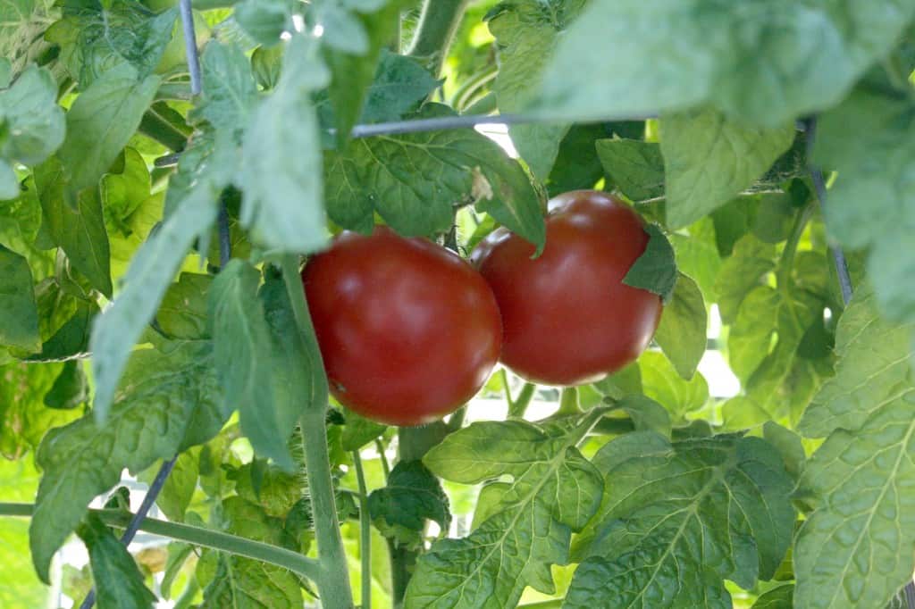 Two red tomatoes growing on a tomato plant