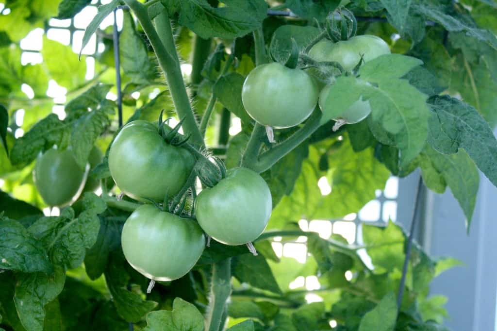 green tomatoes growing on a tomato plant