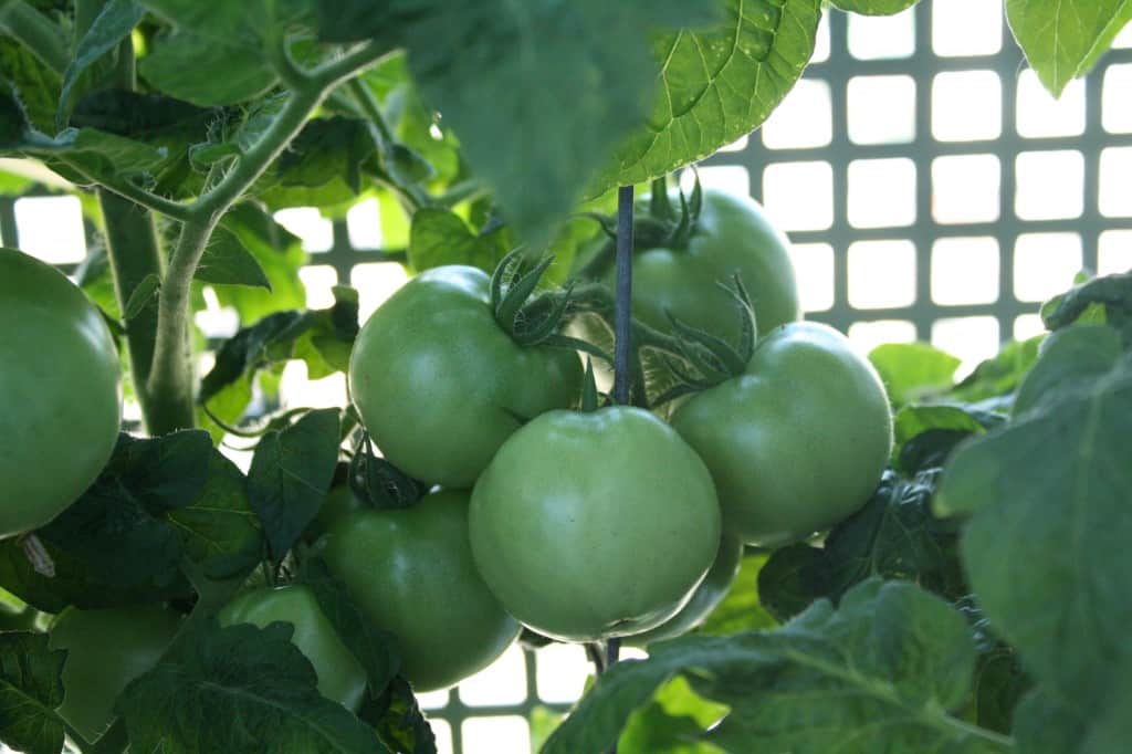 green tomatoes growing on a tomato plant