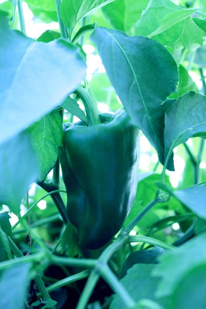 green pepper growing