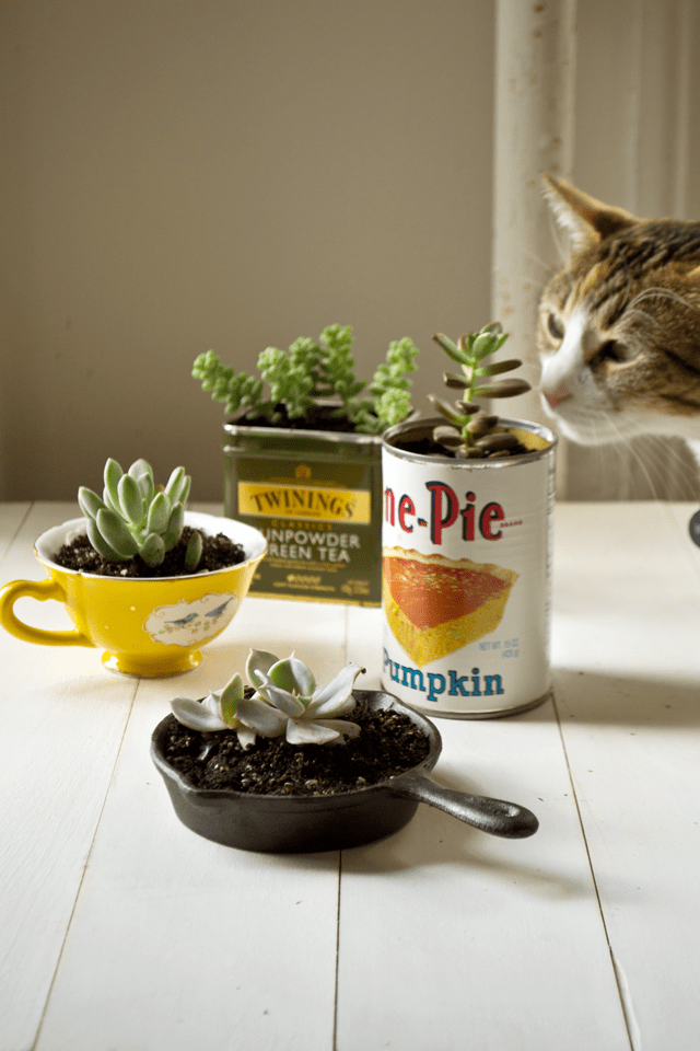 Cat sniffing succulents planted in a teacup, tea tin, tiny skillet and old pie filling can