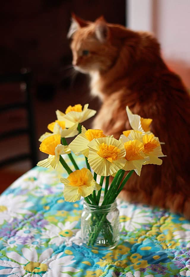 daffodil6402